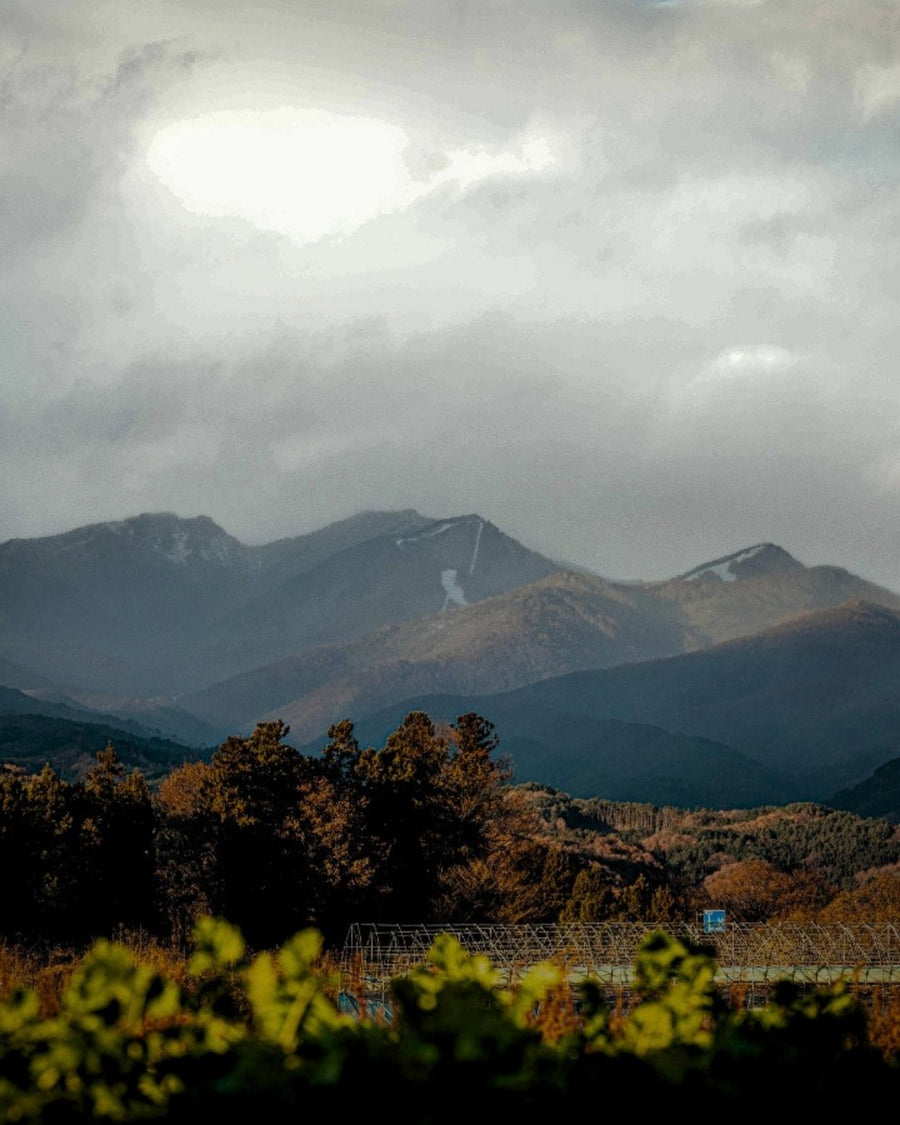 HENGEの日本酒と食卓